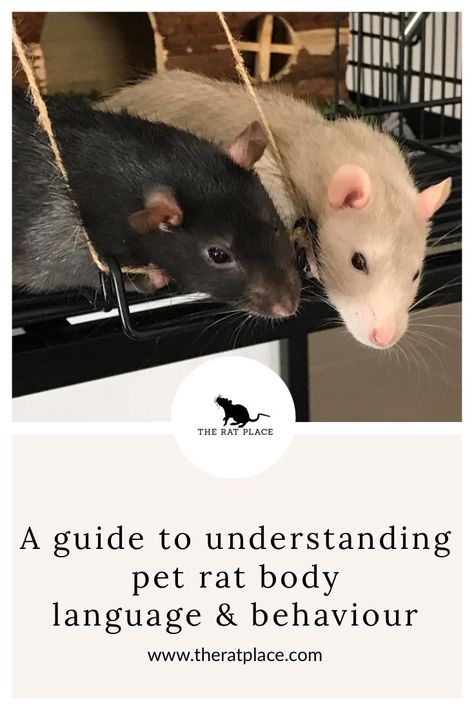 See the link to better understand your pet rats body language and behaviour Rat Body Language, Pet Rats Cute, Rat Enclosure, Rat Facts, Rat Ideas, Diy Rat Toys, Rat Care, Tiny Backpack, Rat Cage Accessories