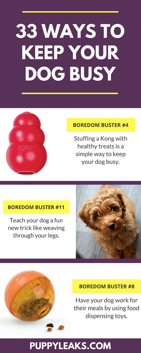 Looking for some simple ways to keep your dog busy? Here's 33 indoor boredom busters for dogs. Rainy day activities for your dog. Easiest Dogs To Train, Cesar Millan, Food Dog, Akita Dog, Dog Games, Boredom Busters, Dog Info, Dog Hacks, Dog Care Tips