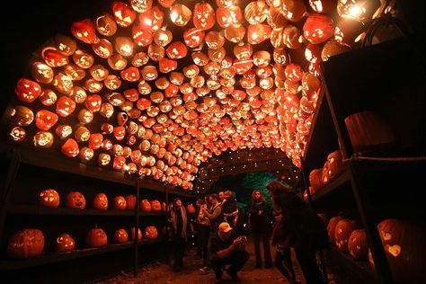 Spectacular Halloween Events Guaranteed to Get You in the Spooky Spirit bestproductscom Haunted Corn Maze, Harvest Celebration, Fall Vacations, Pumpkin Farm, Halloween Tattoo, Best Pumpkin, Harvest Festival, Halloween Event, Halloween Festival