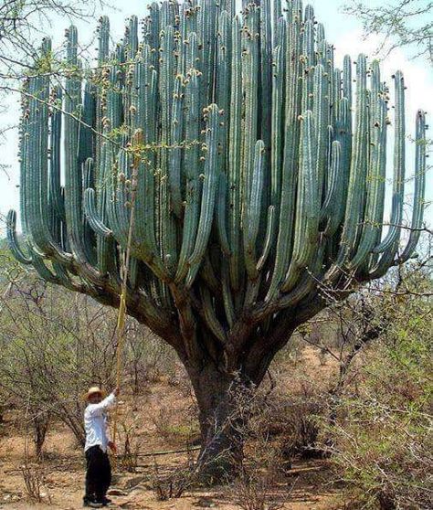 Huge wild cactus Cactus Tree, Weird Trees, Unusual Plants, Unique Trees, Desert Plants, Nature Tree, Cactus Garden, Cactus Flower, Succulents Garden