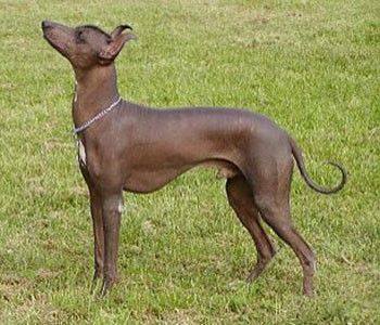 Viringo or Peruvian no hair dog. Xolo Dog Drawing, Xoloitzcuintli Dog, Mexican Hairless Dog, Peruvian Inca Orchid Dog, All Breeds Of Dogs, Hybrid Dogs, Four Legged, Beautiful Dogs, Dog Breeds