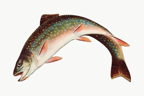 Vintage Rainbow Trout chromolithograph | premium image by rawpixel.com / Aom Woraluck Drawing Of Rainbow, Trout Painting, Drawing Rainbow, Trout Art, Trout Fish, Fish Clipart, Fish Drawing, Vintage Clipart, Brook Trout