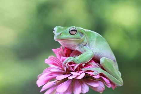 Dumpy frog litoria caerulea on flower du... | Free Photo #Freepik #freephoto #tropical-animals #fauna #frog #toad Frog On A Flower, Frogs Aesthetic, Frog On Branch, Aesthetic Frogs, Frog Core, Dumpy Tree Frog, Upper Arm Sleeve, Frog Painting, Aesthetic Frog