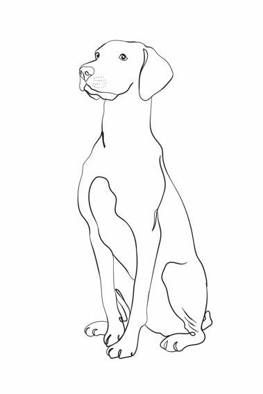 Sketch Line Art, Dog Line Drawing, Line Art Portrait, Dog Outline, Dog Line Art, Greyhound Art, Animal Doodles, Sketch Style, Outline Drawings