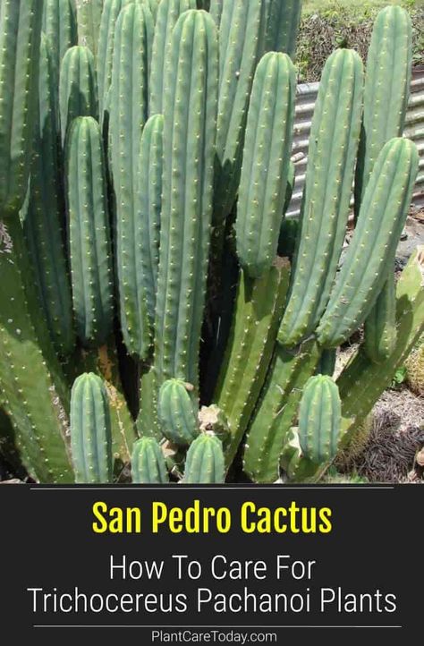 San Pedro Cactus (Trichocereus Pachanoi) fast-growing, multi-stemmed, stems pale green to blue-green darken with age, fluted whitish flower. [DETAILS] Minimal Landscaping, Plant Homes, San Pedro Cactus, Magical Plants, San Pedro Cacti, Cactus Arrangement, Cactus Care, Cactus Types, Green To Blue