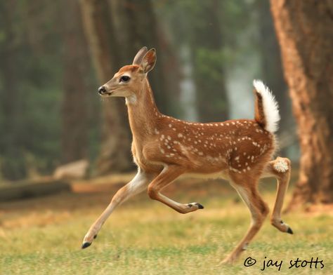 deer, dreaming Deer Photography, Deer Photos, Deer Pictures, 동화 삽화, Hunting Deer, Deer Baby, Cute Deer, Animal Study, Whitetail Deer