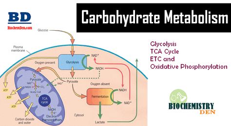 Basic Overview of Carbohydrate Metabolism Carbohydrate Metabolism Biochemistry, Metabolism Biochemistry, Carbohydrate Metabolism, Carbon Molecule, Oxidative Phosphorylation, Citric Acid Cycle, Biochemistry Notes, Acetyl Coa, Electron Transport Chain