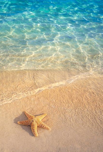 Starfish on the soft white sand beach in... | Premium Photo #Freepik #photo #beach-water #shore #sea-sand #beach-waves Clear Sea, Background Summer, Sea Water, White Sand Beach, White Sand, Soft White, Premium Photo, Starfish, Summer Time