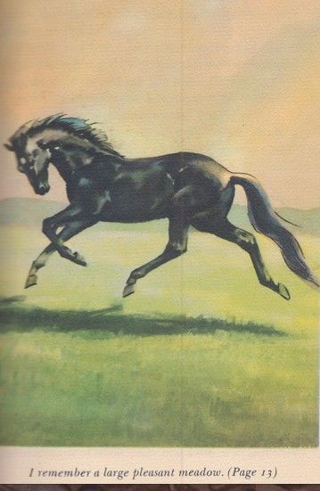 Black Beauty by Anna Sewell Illustrated by Wesley Dennis The World Publishing Company 1946 Black Beauty Book, Horse Draw, Vintage Drawings, Classic Equine, Bronc Riding, Horse Story, Inspiring Artists, Horse Books, Horse Artwork