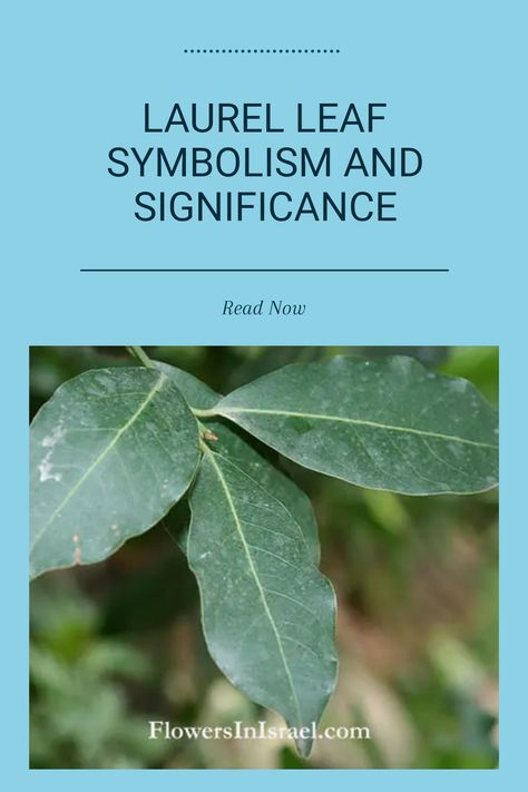 Discover the rich symbolism of the laurel leaf, which has been celebrated since ancient Greece and Rome. Symbolizing victory, honor, and success, these iconic leaves were used to crown athletes and warriors. Whether you're looking for inspiration or seeking to understand their historical significance, this guide explores the importance of laurel leaves. The connections between laurel leaf symbolism and modern achievements illuminate their lasting impact. Find out how this natural symbol continues to inspire growth and recognition in contemporary culture. Lorien Leaf, Leaves Meaning, Leaf Symbol, Laurel Tree, Laurus Nobilis, Laurel Leaves, Art And Literature, Ancient Mythology, Ancient Origins