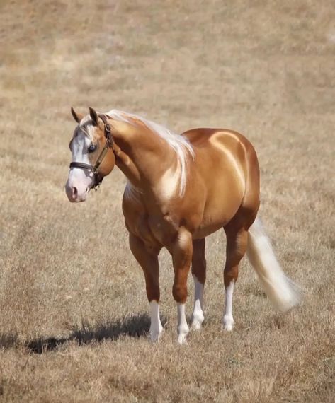 Cavalo Palomino, Chocolate Palomino, Buy A Horse, Beautiful Horses Photography, Cute Horse Pictures, Palomino Horse, Sport Horse, Cute Horses, Horse Coloring