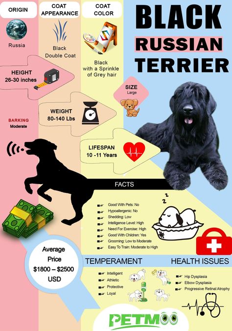 Black Russian Terrier #petmoo #pets #dogs #dogbreeds #doginfographic #blackrussianterrier #blackrussianterrierdog #blackrussianterrierinfographic Boarding Kennels, Dog Infographic, Russian Terrier, Black Russian Terrier, Black Russian, Pet Boutique, Pets Dogs, Animal Shelter, Dog Owners