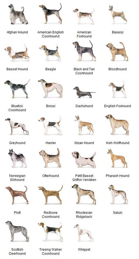 Dog Breeds Chart, Dog Chart, Hound Dog Breeds, Dog Grooming Tools, Dog Bread, Akc Breeds, Hound Dogs, Dog Hammock, Dog Breeds List