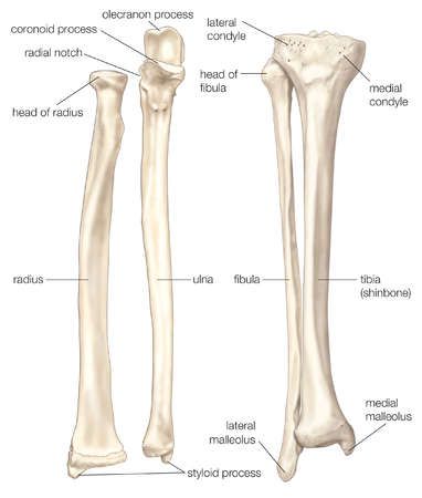 (Left) The radius and the ulna, bones of the forearm; (right) the fibula and the tibia, bones of the lower leg Human Skeleton Parts, Forearm Bones, Ulna Bone, Radius Bone, Radius And Ulna, Skeleton Parts, Human Skeleton Anatomy, Leg Anatomy, Anatomy Bones