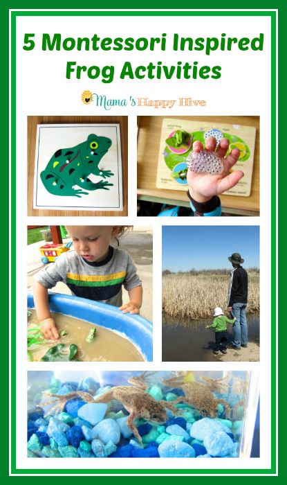 These are 5 fun Montessori Inspired sensory activities for learning about frogs! - www.mamashappyhive.com Homeschooling Toddler, Montessori Zoology, Prek Homeschool, Learning Theories, Frog Activities, Frog Theme, Montessori Homeschool, Montessori Practical Life, Pond Life