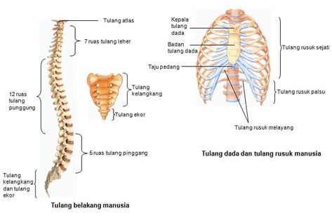 Biology Classroom, Study Notes, Biology, Anatomy, Human