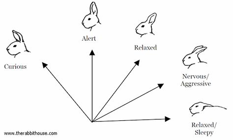 Bunny Care Tips, Rabbit Behavior, Pet Rabbit Care, Rabbit Farm, Bunny Room, Raising Rabbits, Pet Bunny Rabbits, Rabbit Life, Indoor Rabbit