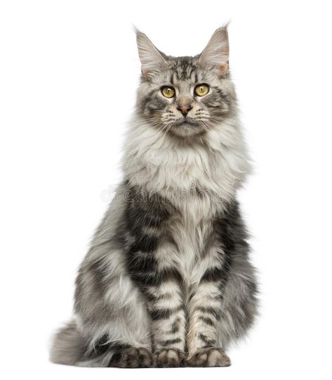 Photo about Maine Coon sitting in front of a white background. Image of view, mammal, maine - 61346933 Cat Front View, Stock Background, Persian Kittens, Cat Reference, Cat Stock, Australian Shepherd Dogs, White Background Photo, Red Squirrel, Cat Sitting