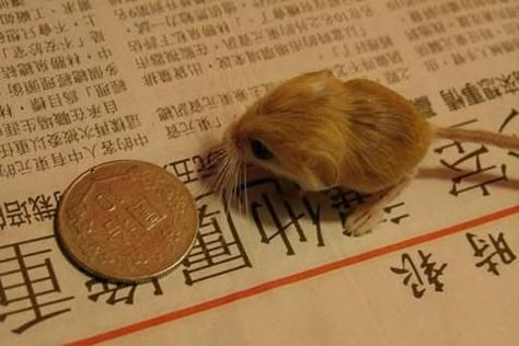 Pygmy Jerboa: They are hopping desert rodents found throughout Northern Africa and Asia east to northern China and Manchuria. (info source: wikipedia.com) Pygmy Jerboas, Baluchistan Pygmy Jerboa, Mouse Rat, Silly Cats Pictures, Rodents, Creature Feature, Silly Animals, Mole, Mystical Creatures