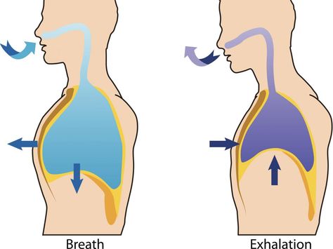 diagram of breathing and exhalation Gallbladder Removal, Natural Decongestant, Iv Fluids, How To Stop Snoring, Dream Symbols, Shortness Of Breath, When You Sleep, Respiratory System, A Beast