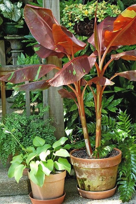 8 Variegated Banana Plant Varieties | Balcony Garden Web Ornamental Horticulture, How To Grow Bananas, Banana Plant, Plant Varieties, Hydrangea Care, Pink Banana, Garden Centers, Banana Plants, Starter Plants