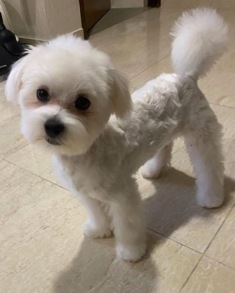 51 Best Maltese Haircuts With Pictures! (2024 Updated) Male Maltese Haircut Hairstyles, Maltese Shitzu Haircut, Trixie Haircut, Maltese Short Haircut, Maltese Teddy Bear Haircut, Short Maltese Haircut, Maltese Shih Tzu Haircuts, Maltipoo Summer Haircut, Dog Haircuts Shitzu