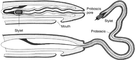 Nemertea is a phylum of invertebrate animals also known as "ribbon worms" or "proboscis worms". Alternative names for the phylum have included Nemertini, Nemertinea and Rhynchocoela. Ribbon Worm, Alternative Names, Reptiles And Amphibians, Amphibians, Marine Life, Reptiles, Insects, Singapore, Ribbon