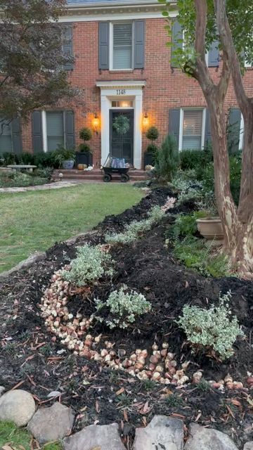 The_Psychiatrist’s_Garden on Instagram: "Phase 3 of bulb planting nearly complete but I’ve got 3 more phases to go 😫😂😬. This is the trench method for planting bulbs. These are mostly daffodils that I’ve hand spaced so they can become perennial. Then I throw the tulips in between. @colorblends for most of these bulbs today, including Thalia daffodils #springbulbs #springflowers #springflower #springblooms #springblossoms #springgarden #gardenprojects #gardenplants #gardenplanning #landscaped Trench Planting Bulbs, Where To Plant Tulips In Front Yard, Bulb Planting, Tulip Bulbs, Rain Garden, Spring Bulbs, Front Yard Garden, Planting Bulbs, Bulb Flowers