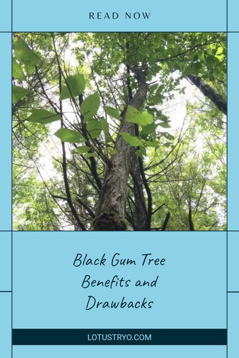 The Black Gum Tree, officially known as Nyssa Sylvatica, thrives in the eastern United States. Its stunning foliage and adaptability make it a popular choice for landscaping. However, it comes with pros and cons that affect its cultivation. Explore the beautiful features like its brilliant fall color along with potential weaknesses such as its messy fruit. Understanding the challenges and benefits can help you decide if this tree is the right fit for your yard or garden. Black Gum Tree, Nyssa Sylvatica, Tree Growth, Gum Tree, Beautiful Features, Powdery Mildew, Wildlife Habitat, Black Gums, Fall Color