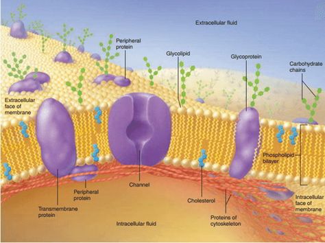 Click And Drag Each Label To The Appropriate Dock ... | Chegg.com Phospholipid Bilayer, Membrane Transport, Cell Membrane Structure, Extracellular Fluid, Biochemistry Notes, Membrane Structure, Plasma Membrane, Ap Biology, Biology Teacher