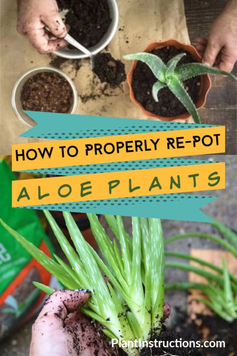 How to Re-Pot Aloe Plants Potted Aloe Vera, Aloe Plant Care, Aloe Vera Plant Indoor, Aloe Care, Aloe Plants, Healthy Nutrition Plan, Plant Care Houseplant, Aloe Plant, Aloe Vera Plant