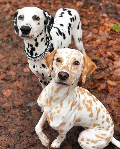 THAT'S MY SUPER DOG 🔵 on Instagram: “Unique puppies 😍💞 . Follow @thatsmysuperdog for daily dogs pictures and videos 🐶 @Tag someone 👇 📩 Send us a message (DM) for…” Dalmatian Puppy Aesthetic, Long Haired Dalmatian, Lemon Dalmatian, Aesthetic Cute Dog, Brown Dalmatian, Cute Dogs Funny, Puppy Aesthetic, Dalmatian Puppies, Puppy Facts