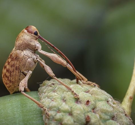 Wooly Chafer Beetle, Pet Beetle, Weird Insects, Spider Species, Cute Bugs, Bbc Earth, Bug Collection, Cool Bugs, Beetle Bug