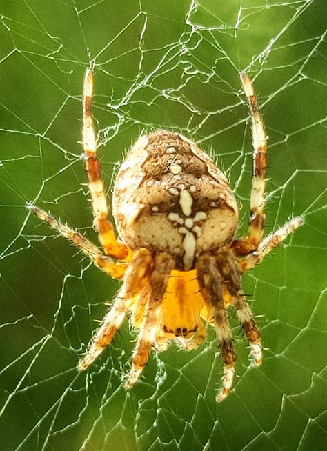 Orb Weaver Tattoo, Orb Weaver Spider, Inktober Ideas, Orb Weaver, Spider Drawing, Arachnids, Half Sleeve Tattoo, Work Inspiration, Spiders