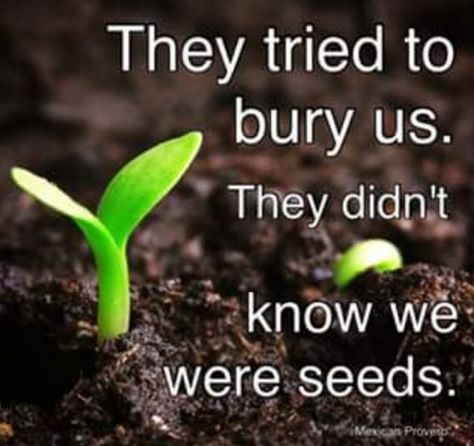 Embedded image Seed Quotes, Mexican Proverb, Nature Poem, Garden Quotes, Power Of Positivity, Motivational Quotes For Success, Life Lesson Quotes, Motivational Words, Daily Inspiration Quotes