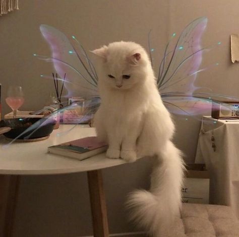 Fairy Cat Pfp, Fairy Pfp, I Miss My Cat, Fairy Cat, Cat Profile, Cat Pfp, Blonde Cat, Cute Love Memes, Cute Small Animals