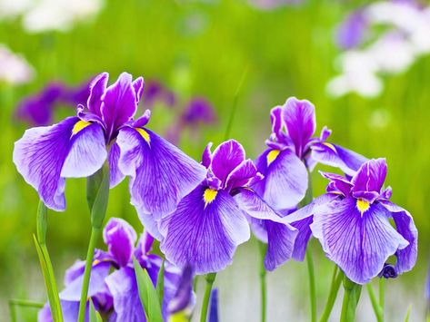 Early summer is a time of bounty in any garden, but the list of early-summer bloomers is a long one. Here are the best summer flowers in Canada. Japanese Gardens Design Ideas, Full Sun Garden, Japanese Iris, Bog Garden, Cardinal Flower, Get Well Flowers, Best Perennials, Japanese Garden Design, Sun Garden