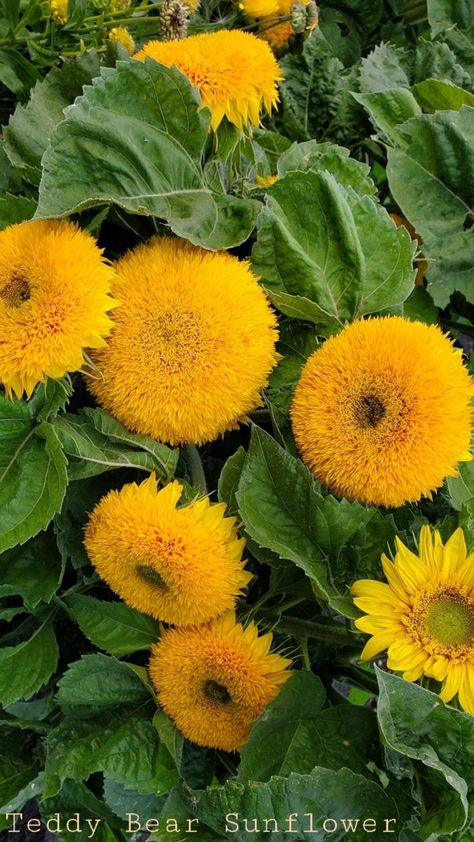 Teddy Bear Sunflowers Teddybear Sunflowers, Teddy Bear Sunflower, Types Of Sunflowers, Favorite Flowers, Garden Flowers, I Tattoo, Flower Garden, Beautiful Flowers, Sunflower