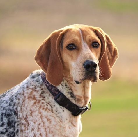 American Coonhound, Dog Reference, Lovers Tattoo, Dog Breeds That Dont Shed, Dog Crying, Hound Dog Breeds, English Coonhound, English Dogs, Tattoos For Dog Lovers