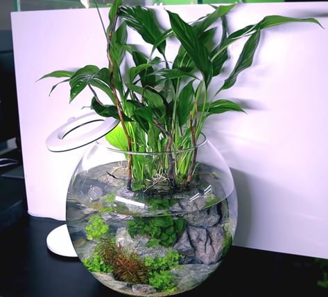 Peace lily fish bowl Beta In Vase With Plant, Peace Lily Fish Bowl, Peace Lily Aquarium, Fish In Plant Vase, Peace Lily In Water, Simple Aquascape, Betta Fish Bowl, Tank Terrarium, Peace Lilies