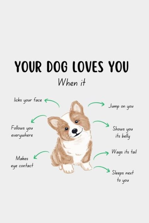 How To Tell Your Dog You Love Them, Dog Lover Quotes Feelings, Loving Gestures, Dogs Quotes, Soulful Eyes, Spoiled Pets, Dog Lover Quotes, Dog Quotes Love, Wrong Number