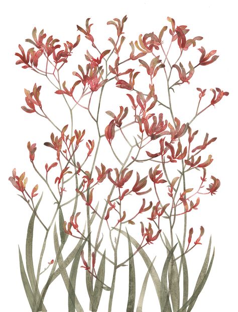 Kangaroo Paw Flower, Botanical Art Drawing, Small Watercolor Tattoo, Church Banners Designs, Paw Drawing, Photoshop Watercolor, Australian Flowers, Pole Art, Australian Native Flowers