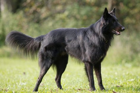 10 Things You Didn't Know About the Belgian Shepherd Groenendael Large Black Dog, Belgian Shepherd Groenendael, Sheepdog Breeds, Belgian Tervuren, Dog Breeds Pictures, Belgian Sheepdog, Shepherd Dog Breeds, Black German Shepherd, Belgian Shepherd