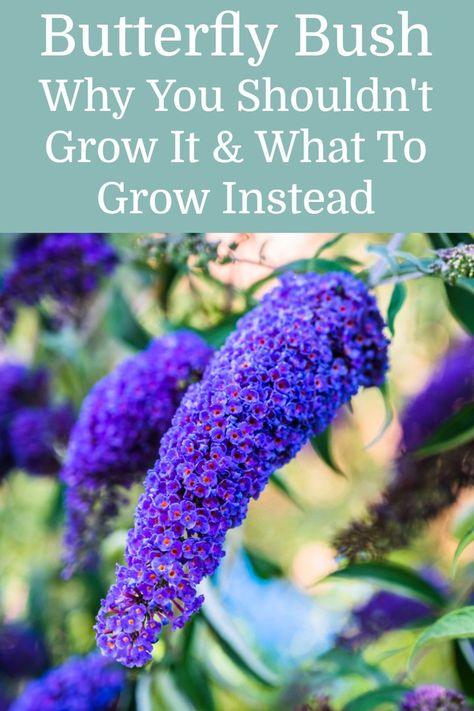 While many gardeners enjoy the beautiful blooms of buddleja and the variety of butterflies it attracts, you should never grow it in your garden. Here's why! Butterfly Gardens Perennials, Bird And Butterfly Garden Ideas, Butterfly Bushes Landscaping, Butterfly Bush Garden Ideas, Butterfly Bush Landscaping Front Yards, Butterfly Garden Flowers, Butterfly Perennials, Small Butterfly Garden Ideas, Butterfly Plants Perennials