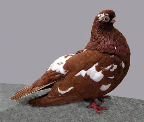 When it comes to creating 'fancy' breeds of domestic animals, humans can get a little, uh, eccentric. That's definitely the case with these surprising pigeons! Jacobin Pigeon, Tumbler Pigeons, Fancy Pigeon, Pigeon Pictures, Homing Pigeons, Pigeon Loft, Pigeon Breeds, Dove Pigeon, Bird Quotes