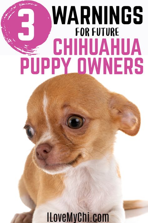 Puppy Chihuahua, Chihuahua Puppy, Chihuahua Puppy Training, Chiwawa Chihuahuas, Chihuahua Training Tips, Chiwawa Puppies, Long Haired Chihuahua Puppies, Chihuahua Barking, Chiweenie Puppies