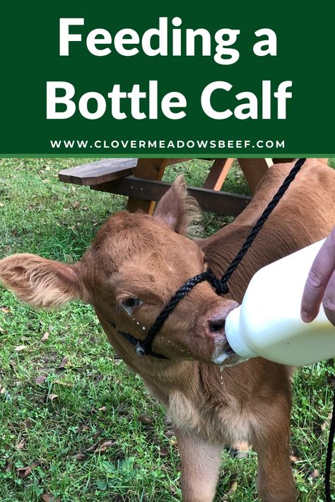 Have you ever wondered what it's like to raise cattle on a farm? How about how to feed a bottle calf? We have a new little bottle calf at our house. She has the cutest red hair you’ve ever seen. Meet little baby Scarlet! #farmlife #bottlecalf #raisingcattle Bottle Calf Feeding Schedule, Bottle Feeding Calves, Bottle Calf, Ferdinand The Bulls, Raising Cattle, Cattle Feed, Formula Feeding, Beef Cattle, Cattle Farming