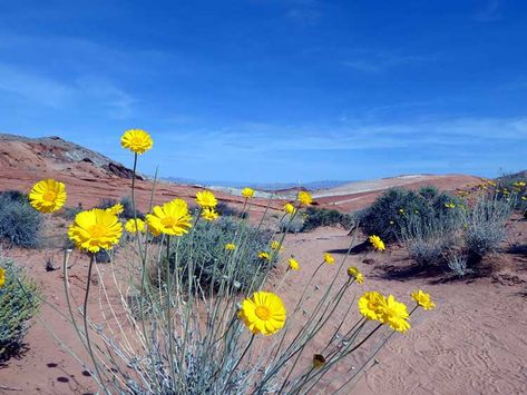 Desert Wildflowers Reports for Nevada and Utah - DesertUSA Gardening In The Desert, Desert Wildflowers, Nevada Desert, Desert Flowers, Wildflower Garden, Desert Plants, Moon Flower, Desert Landscaping, In The Desert