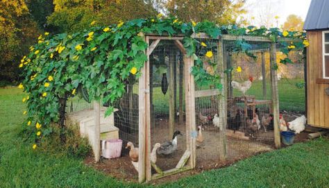 Chicken Run Ideas: Simple Shade and Wind Block - My Pet Chicken Blog Chicken Run Ideas, Reban Ayam, Cute Chicken Coops, Chicken Coop Garden, Duck Coop, Backyard Chicken Coop Plans, Diy Chicken Coop Plans, Chicken Coop Run, Backyard Chicken Farming