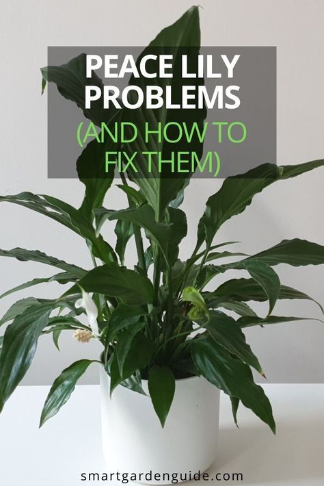 Dividing Peace Lily Houseplant, How To Grow Peace Lily House Plants, How To Save A Peace Lily, Big Peace Lily, How To Take Care Of A Peace Lilly, How To Make Peace Lily Bloom, Peace Lilies Care, Peace Plant Care, Peace Lilly Plants